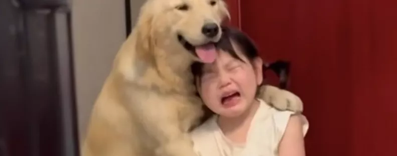 Leszidja az anya a kislányát: amit a golden retriever ezután tesz, megolvasztja a szíveket - Videó