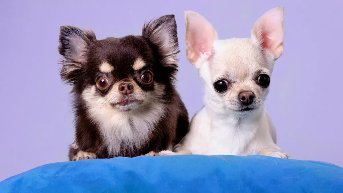 A világ 5 legkisebb kutyafajtája