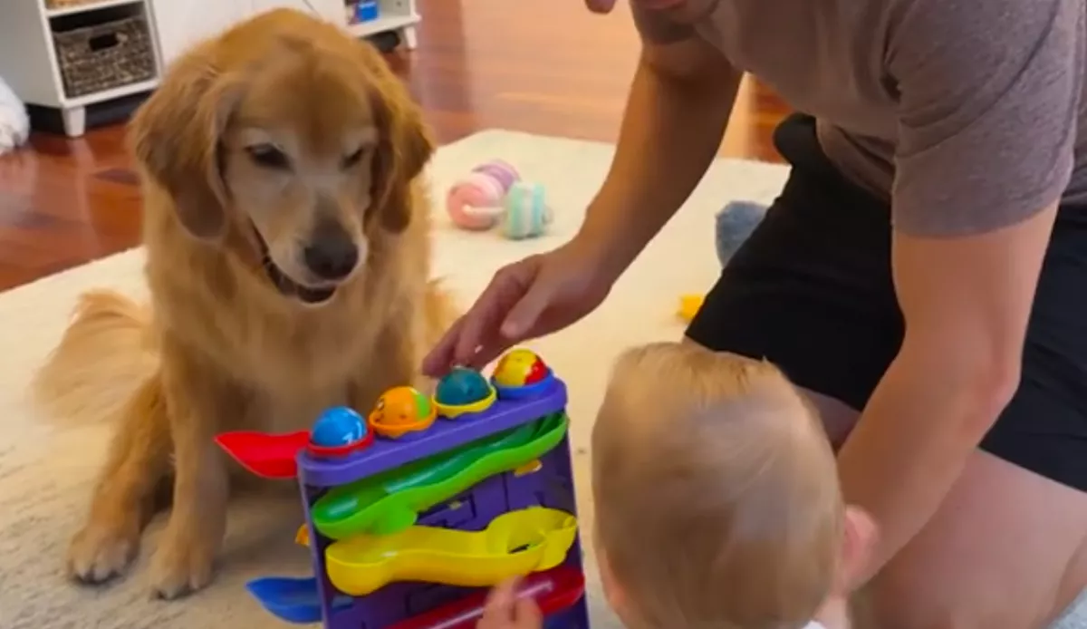 Nem érti a baba, hogy működik egy játék: amit a golden retriever tesz, hihetetlen - Videó