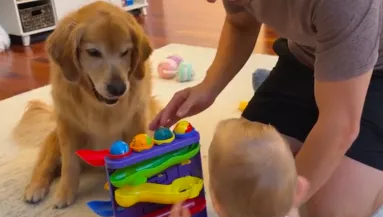 Nem érti a baba, hogy működik egy játék: amit a golden retriever tesz, hihetetlen - Videó