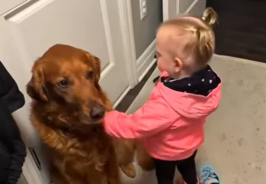 Elbúcsúzik a golden retrievertől a kislány: ami ezután következik, szíveket olvaszt meg - Videó