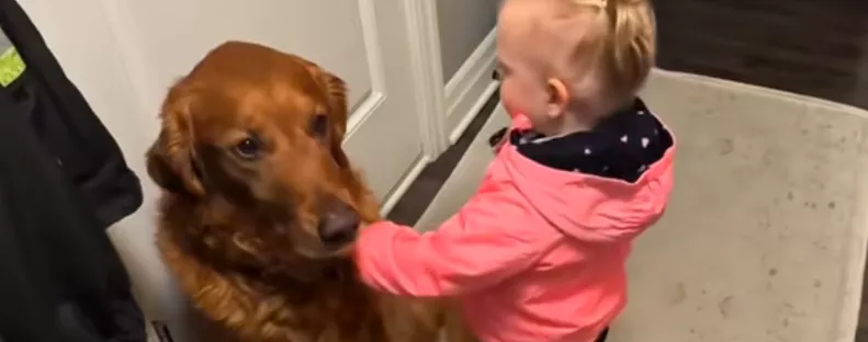Elbúcsúzik a golden retrievertől a kislány: ami ezután következik, szíveket olvaszt meg - Videó
