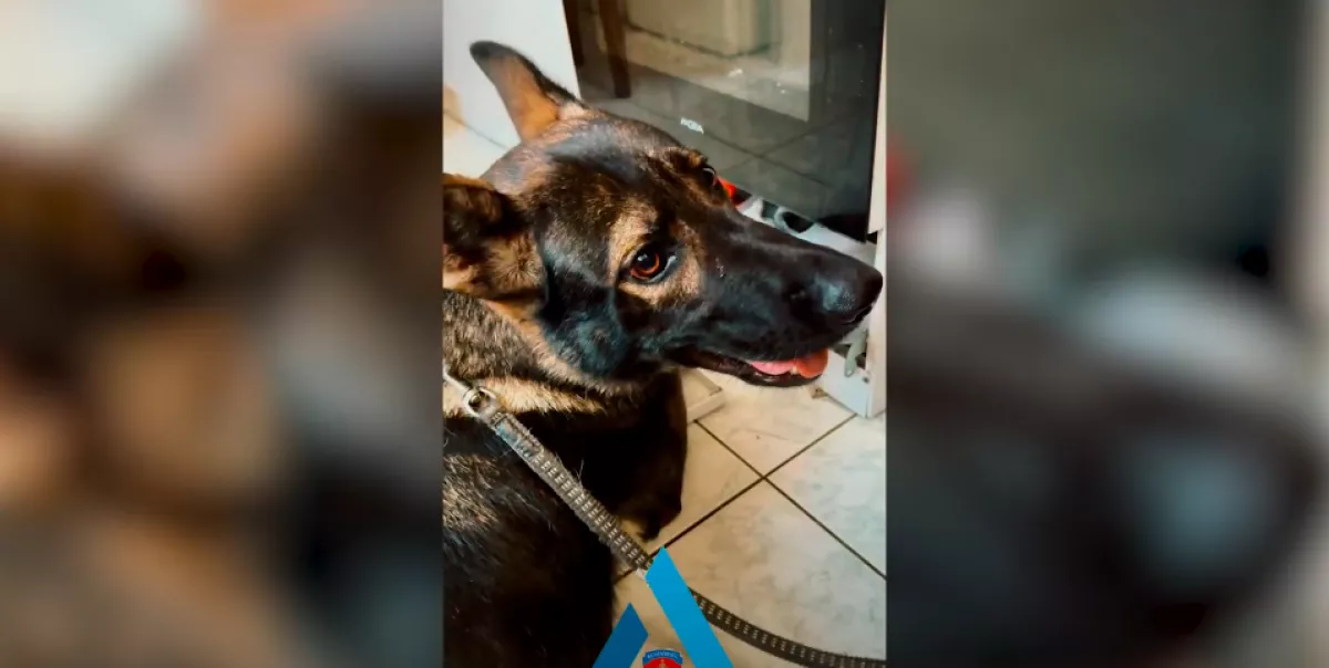 Telefonon érkezett a hívás a rendőrségre: amit Bella a sütőben talált, azért többen is börtönbe kerülhetnek - Videó