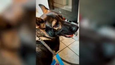 Telefonon érkezett a hívás a rendőrségre: amit Bella a sütőben talált, azért többen is börtönbe kerülhetnek - Videó