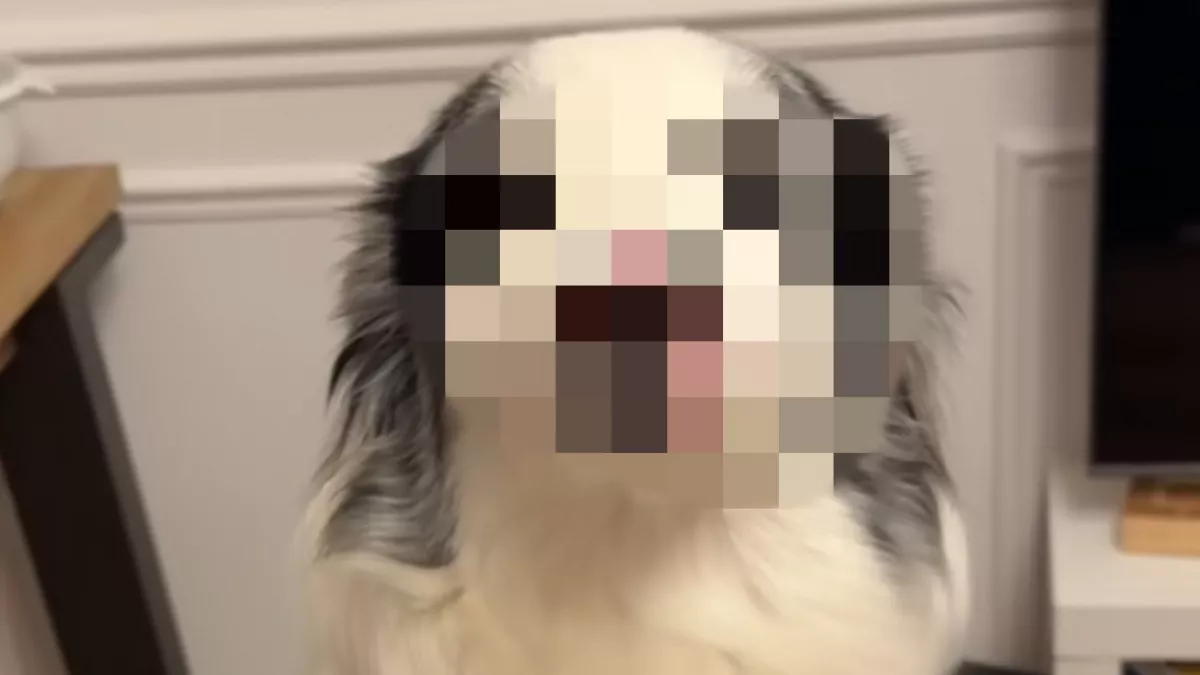 „A világ legszebb kutyája” - Ennek a border collie-nak az arca milliókat ragad meg - Videó