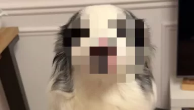„A világ legszebb kutyája” - Ennek a border collie-nak az arca milliókat ragad meg - Videó