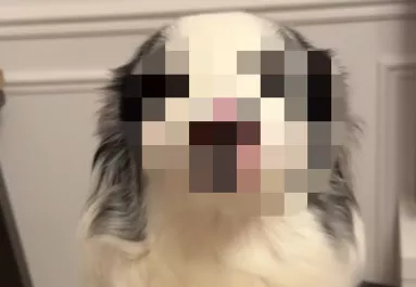 „A világ legszebb kutyája” - Ennek a border collie-nak az arca milliókat ragad meg - Videó