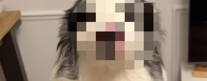 „A világ legszebb kutyája” - Ennek a border collie-nak az arca milliókat ragad meg - Videó