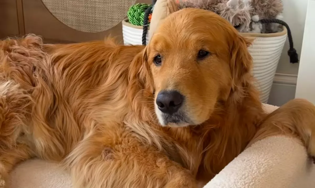 A gazdinak újra dolgozni kell menni a nyaralás után: a golden retriever reakciója pusztító - Videó