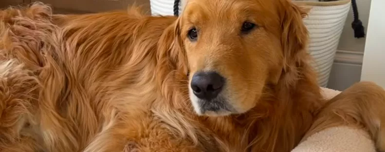 A gazdinak újra dolgozni kell menni a nyaralás után: a golden retriever reakciója pusztító - Videó