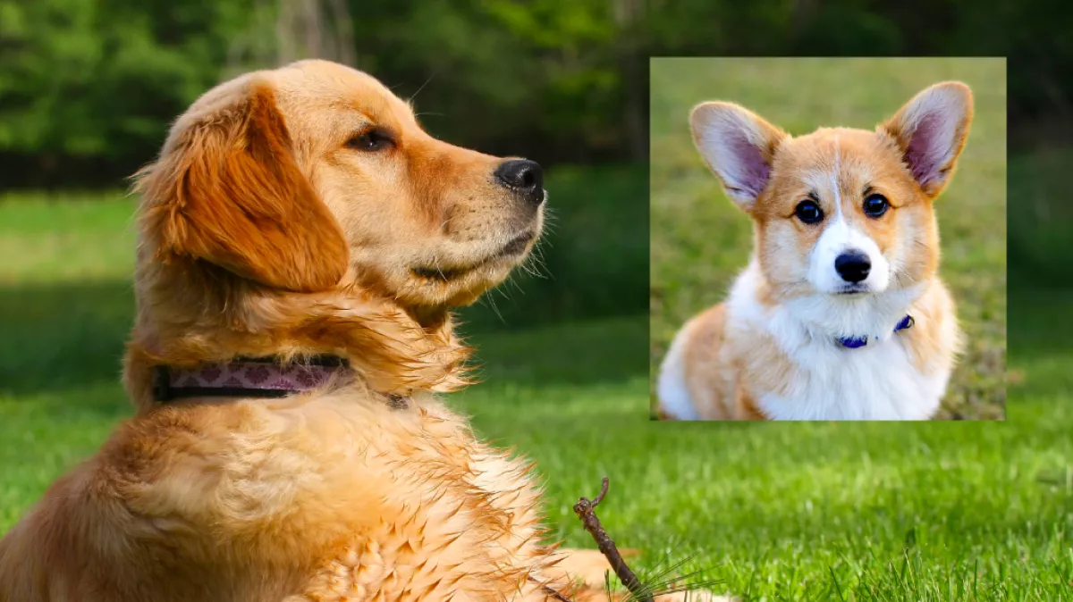 Corgi és golden retriever a szülők: ez a csodakutya született a szerelemből - Videó