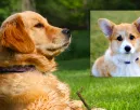 Corgi és golden retriever a szülők: ez a csodakutya született a szerelemből - Videó Corgi és golden retriever a szülők: ez a csodakutya született a szerelemből - Videó