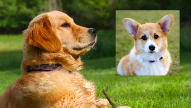 Corgi és golden retriever a szülők: ez a csodakutya született a szerelemből - Videó