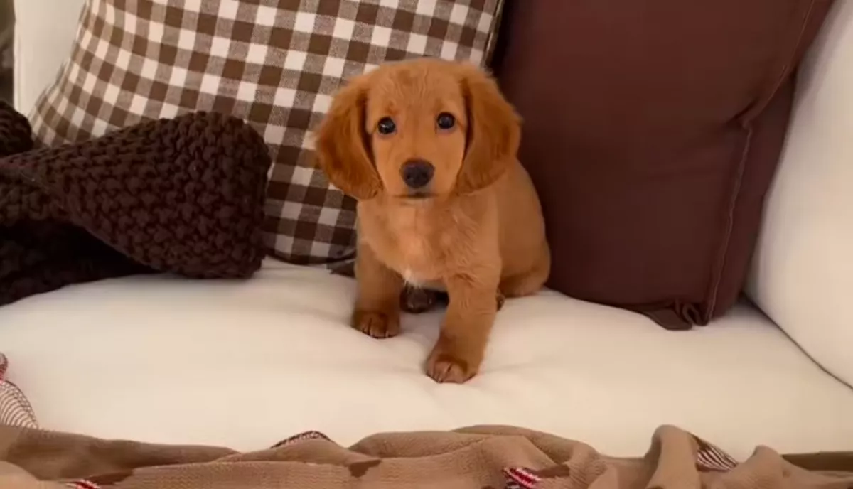 Vad napja van az édes kis tacskónak: egy apróság azonban kikészíti - Videó