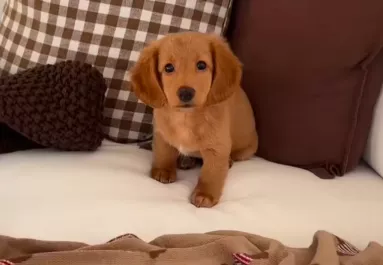 Vad napja van az édes kis tacskónak: egy apróság azonban kikészíti - Videó