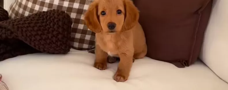 Vad napja van az édes kis tacskónak: egy apróság azonban kikészíti - Videó