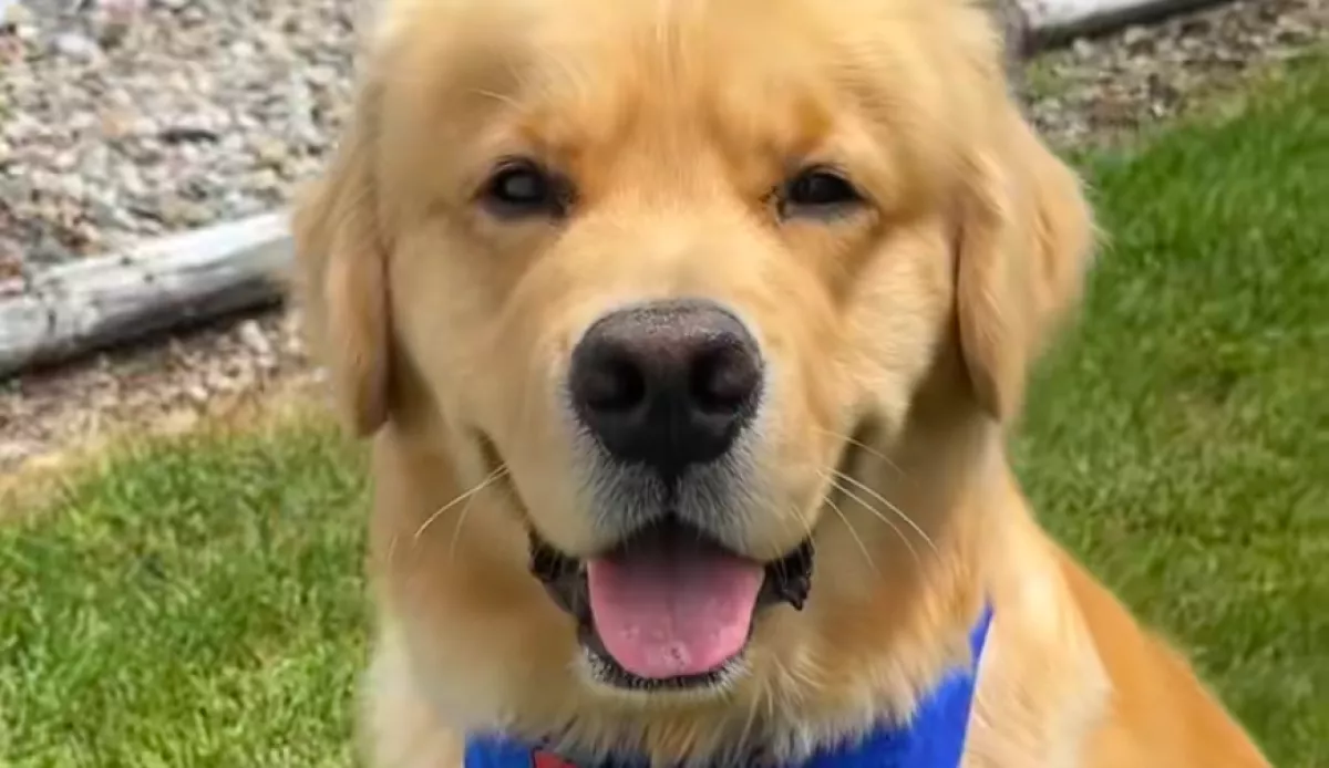 Szarvasba botlik a golden retriever az erdő szélén: a reakciója lélegzetelállító - Videó