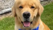 Szarvasba botlik a golden retriever az erdő szélén: a reakciója lélegzetelállító - Videó