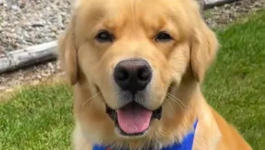 Szarvasba botlik a golden retriever az erdő szélén: a reakciója lélegzetelállító - Videó
