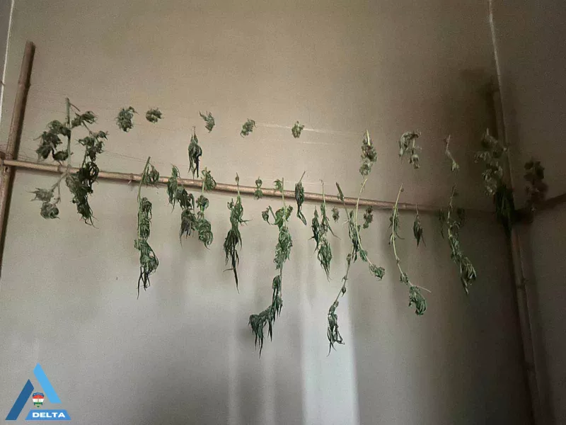 Zoltán, biznisz, drog, rendőrség, krimi, bűnügy, 