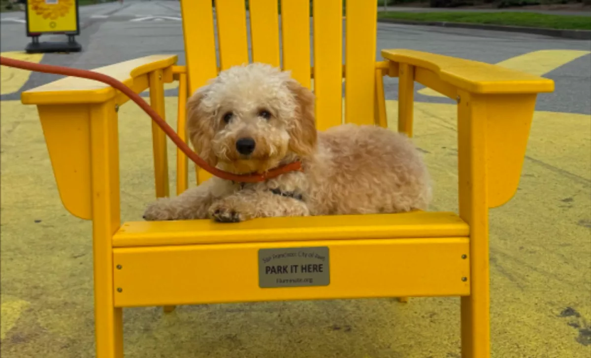 Aludni akar a maltipoo: amit tesz, milliók szívét olvasztja meg - Videó