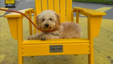Aludni akar a maltipoo: amit tesz, milliók szívét olvasztja meg - Videó