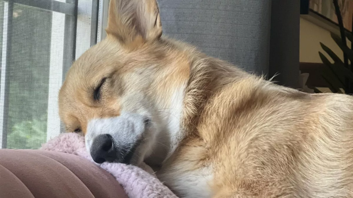 Egy boldogan alvó corgi képe babonázza meg az internetet - Te láttad már?