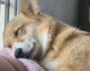 Egy boldogan alvó corgi képe babonázza meg az internetet - Te láttad már? Egy boldogan alvó corgi képe babonázza meg az internetet - Te láttad már?