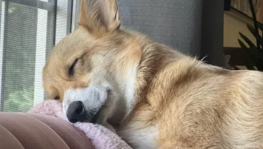 Egy boldogan alvó corgi képe babonázza meg az internetet - Te láttad már?