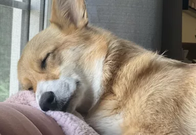 Egy boldogan alvó corgi képe babonázza meg az internetet - Te láttad már?