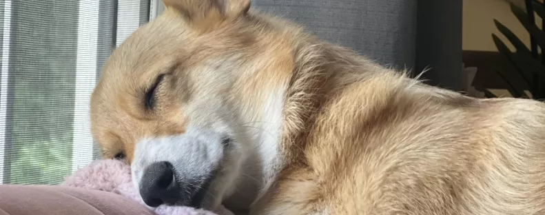 Egy boldogan alvó corgi képe babonázza meg az internetet - Te láttad már?