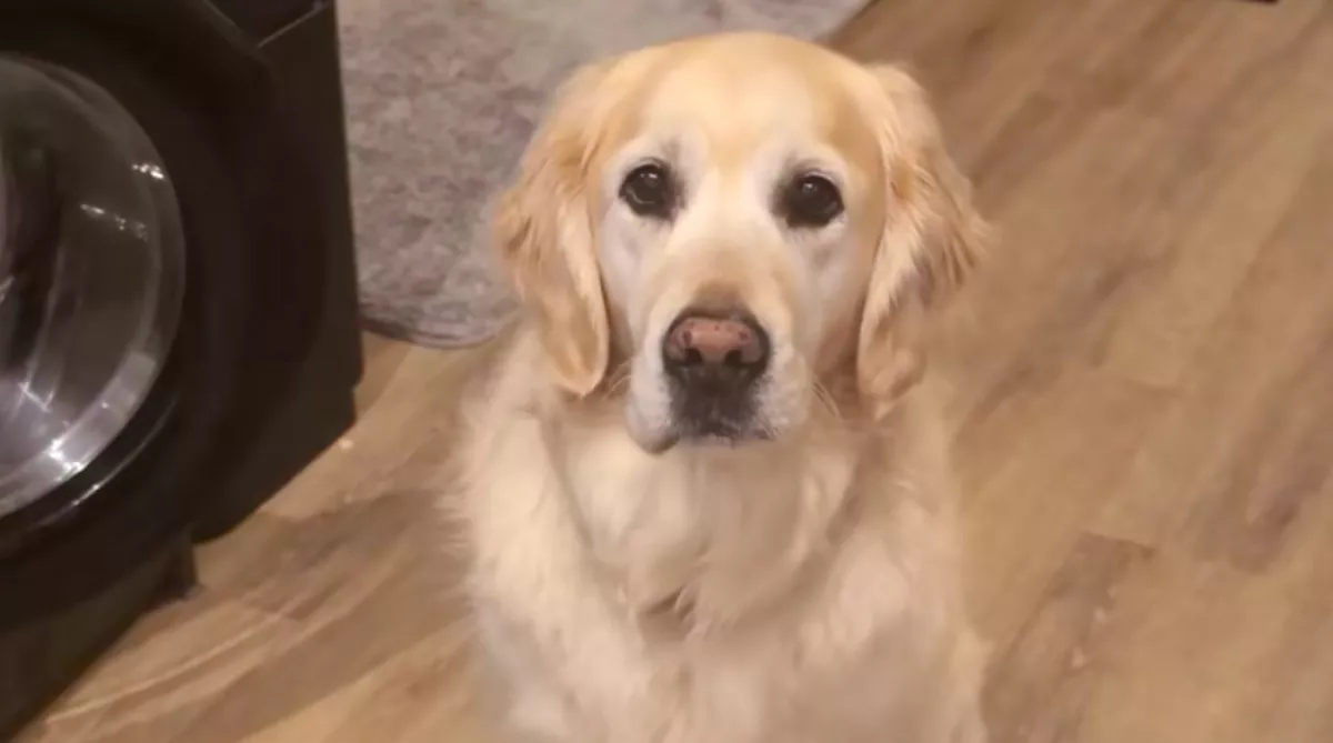 Morgással jelzi a golden retriever a gazdinak, "vészhelyzet" van: pusztító az oka - Videó