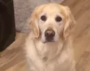 Morgással jelzi a golden retriever a gazdinak, "vészhelyzet" van: pusztító az oka - Videó Morgással jelzi a golden retriever a gazdinak, "vészhelyzet" van: pusztító az oka - Videó