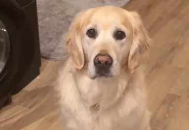 Morgással jelzi a golden retriever a gazdinak, "vészhelyzet" van: pusztító az oka - Videó