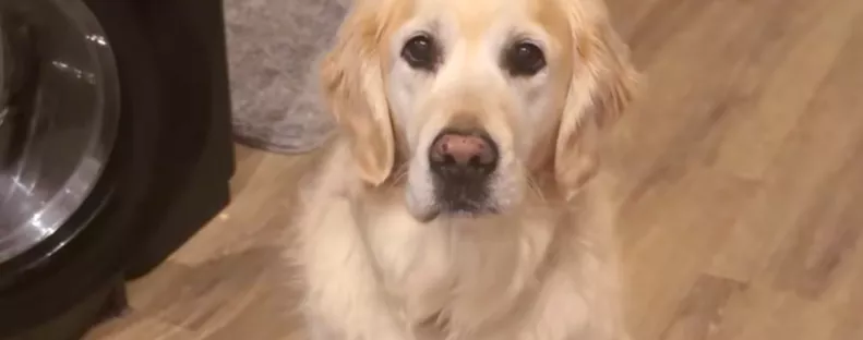 Morgással jelzi a golden retriever a gazdinak, "vészhelyzet" van: pusztító az oka - Videó