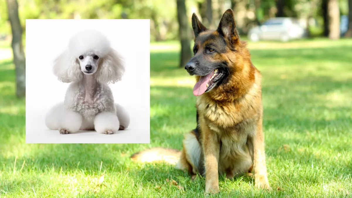 Német juhász és uszkár a szülők: ezek a kölykök születtek a szerelemből!