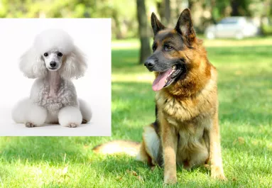 Német juhász és uszkár a szülők: ezek a kölykök születtek a szerelemből!