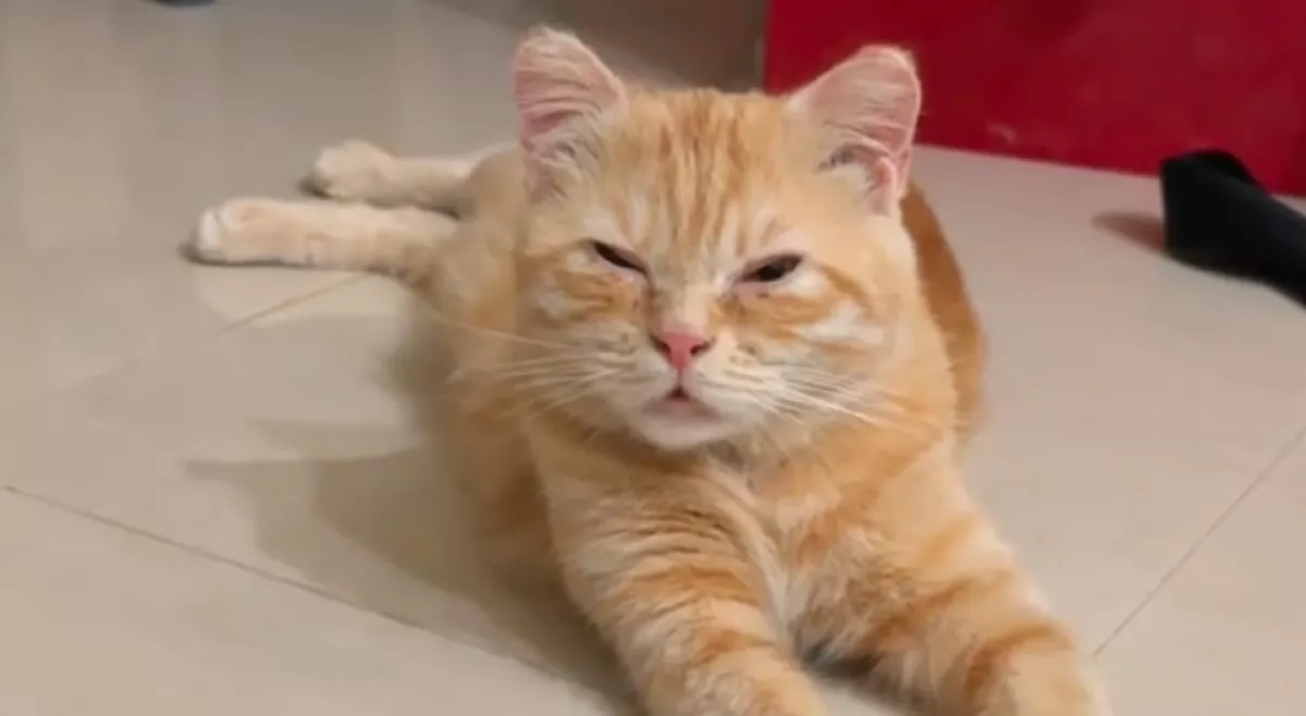 Elveszíti egyik kölykét az anyamacska: a reakciója mindenki szívét összetöri - Videó