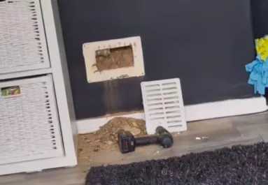 Furcsa zajokat hall a nő a falból: sikítva rohan ki, amikor meglátja a lábat - Videó