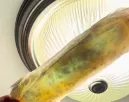 A fény elé tartja az intimbetétet a nő: sokkoló, amit lát - Videó A fény elé tartja az intimbetétet a nő: sokkoló, amit lát - Videó