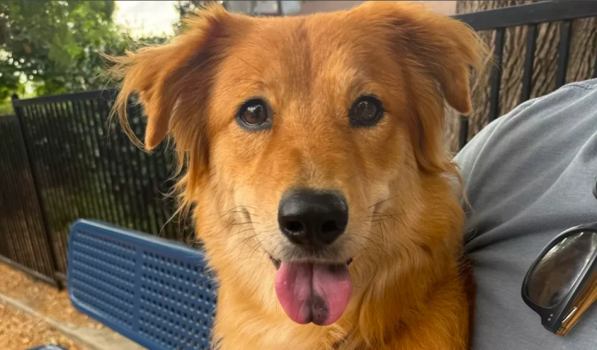 Sötét folt van a golden retriever nyelvén: a DNS-teszt azonnal kiderítette az okát - Videó