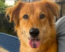 Sötét folt van a golden retriever nyelvén: a DNS-teszt azonnal kiderítette az okát - Videó Sötét folt van a golden retriever nyelvén: a DNS-teszt azonnal kiderítette az okát - Videó