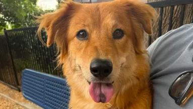Sötét folt van a golden retriever nyelvén: a DNS-teszt azonnal kiderítette az okát - Videó