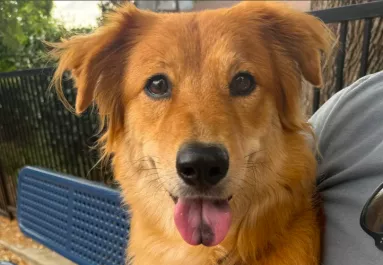 Sötét folt van a golden retriever nyelvén: a DNS-teszt azonnal kiderítette az okát - Videó
