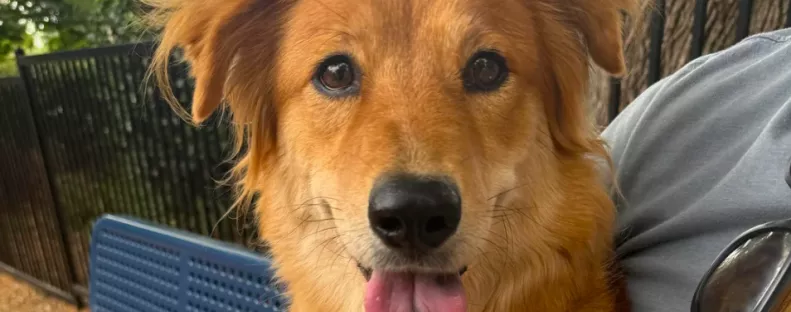 Sötét folt van a golden retriever nyelvén: a DNS-teszt azonnal kiderítette az okát - Videó
