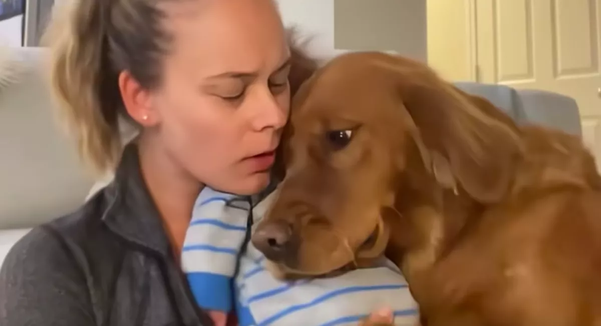 Síró babát tart a karján a nő: amit a golden retriever tesz, megolvasztja a szíveket - Videó