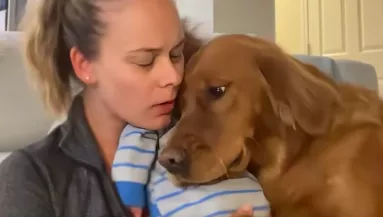 Síró babát tart a karján a nő: amit a golden retriever tesz, megolvasztja a szíveket - Videó