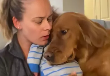 Síró babát tart a karján a nő: amit a golden retriever tesz, megolvasztja a szíveket - Videó