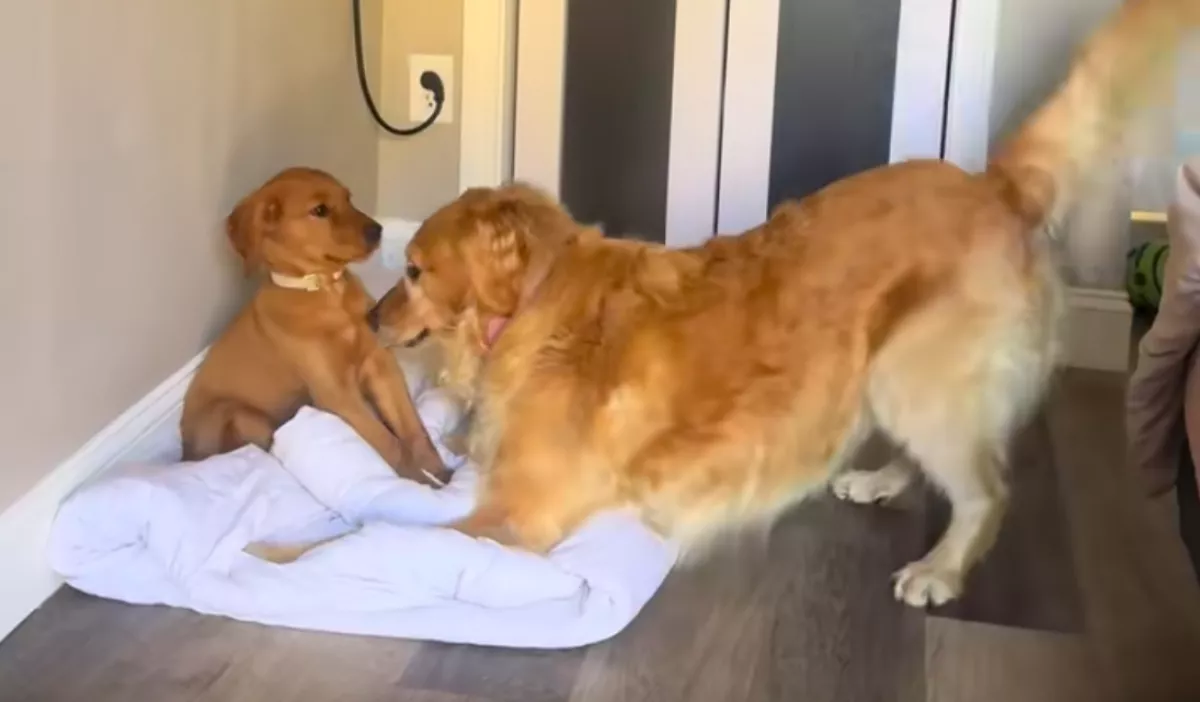 Kiskutyával találkozik a golden retriever: ami ezután történik, milliók szívét érinti meg - Videó