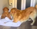 Kiskutyával találkozik a golden retriever: ami ezután történik, milliók szívét érinti meg - Videó Kiskutyával találkozik a golden retriever: ami ezután történik, milliók szívét érinti meg - Videó